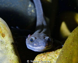 Odaigahara Salamander/Hynobius Boulengeri by Yosuke Tsuchida 
